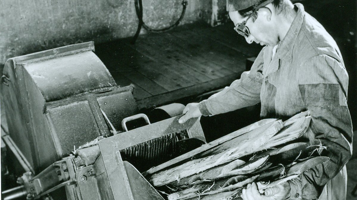 ... die zerkleinert und den Perkolatoren zugeführt wird